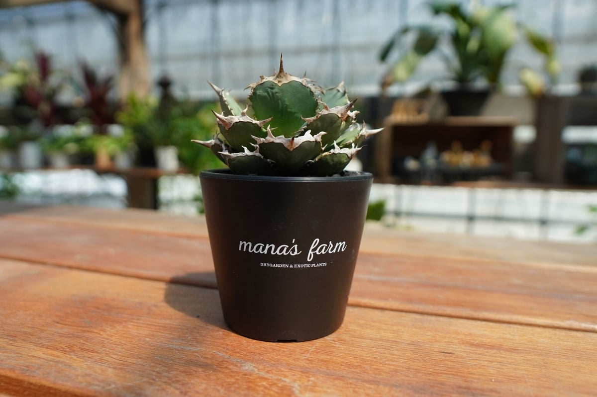 アガベ チタノタ FO-76 agave titanota FO-76 No.1 | man