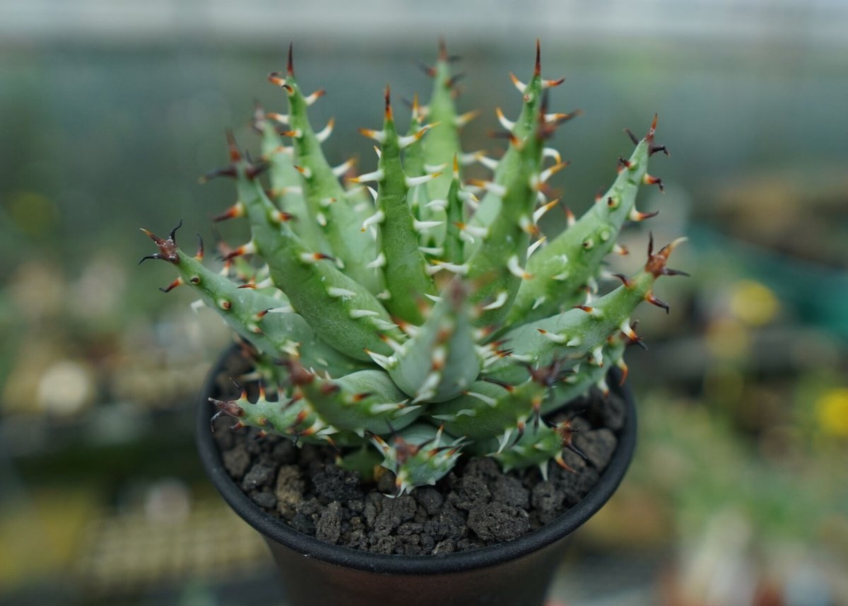 2エリナケア（Aloe erinacea）希少アロエ 50株-