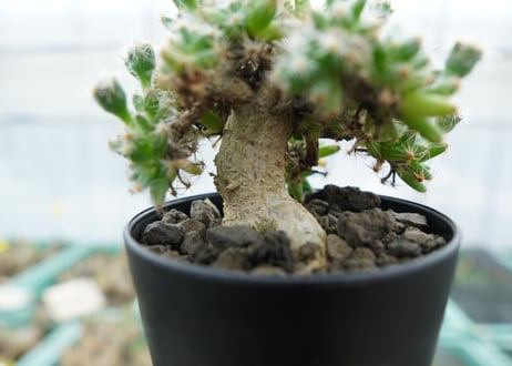 トリコディアデマ　デンサム　Trichodiadema densum