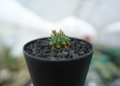 ユーフォルビア　群星冠　Euphorbia Stellispina