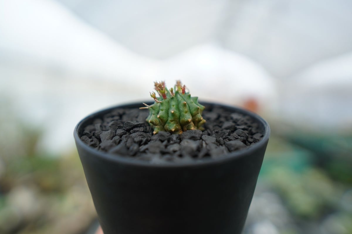 ユーフォルビア 群星冠 Euphorbia Stellispina | mana's farm