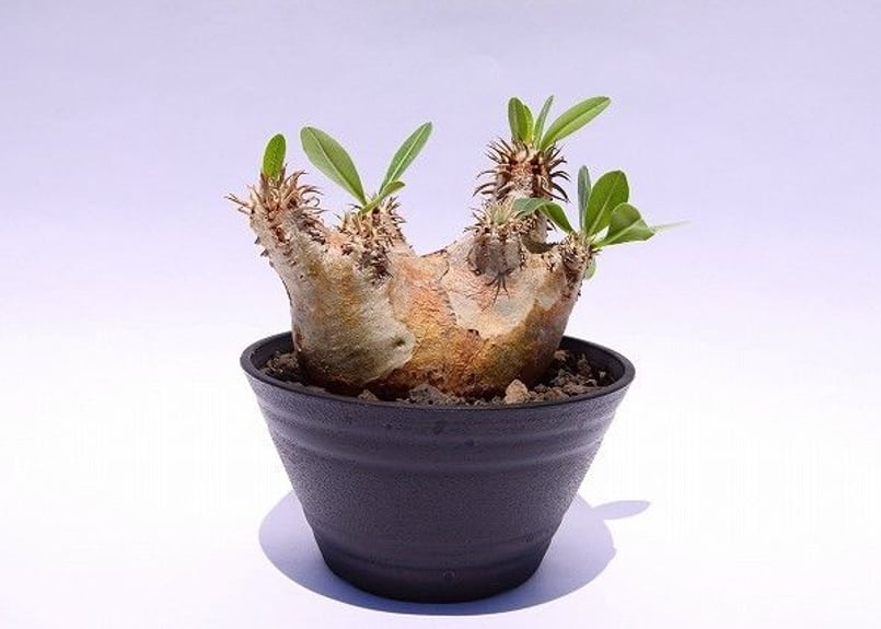 パキポディウム エブレネウム Pachypodium eburneum ④ パキポディウム エブレネウム(実生) / Pachypodium eburneum no