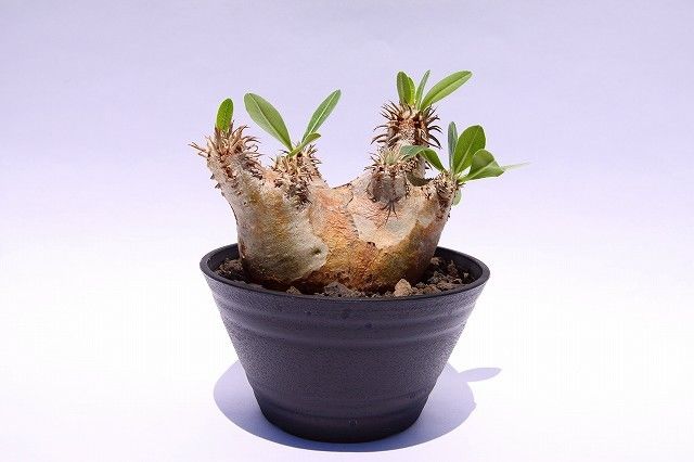パキポディウム エブレネウム Pachypodium eburneum ① 種子] パキポディウム エブレネウム Pachypodium rosulatum var