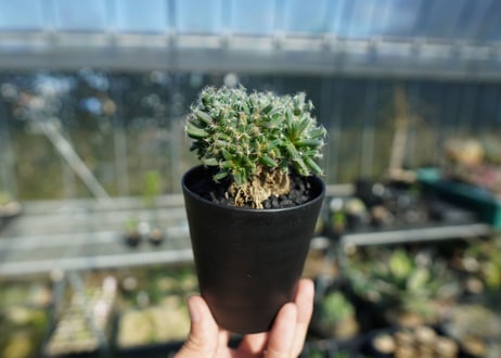 トリコディアデマ　デンサム　Trichodiadema densum  No.1