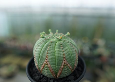 ユーフォルビア　オベサ　Euphorbia obesa