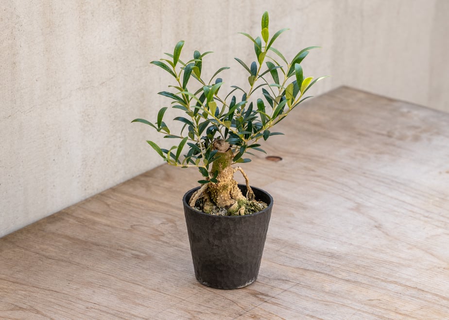 67b2ab591bcd7404e137ca20