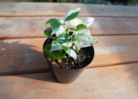 マングーカズラ　ピナツムマーブル　Epipremnum Pinnatum 'Marble'