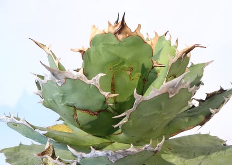 Agave titanota FO-76
