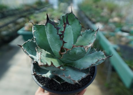 アガベ　チタノタ　 ブラックアンドブルー 　Agave titanota black and blue　No.5