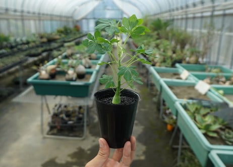 アデニア　グラウカ　Adenia glauca  No.2