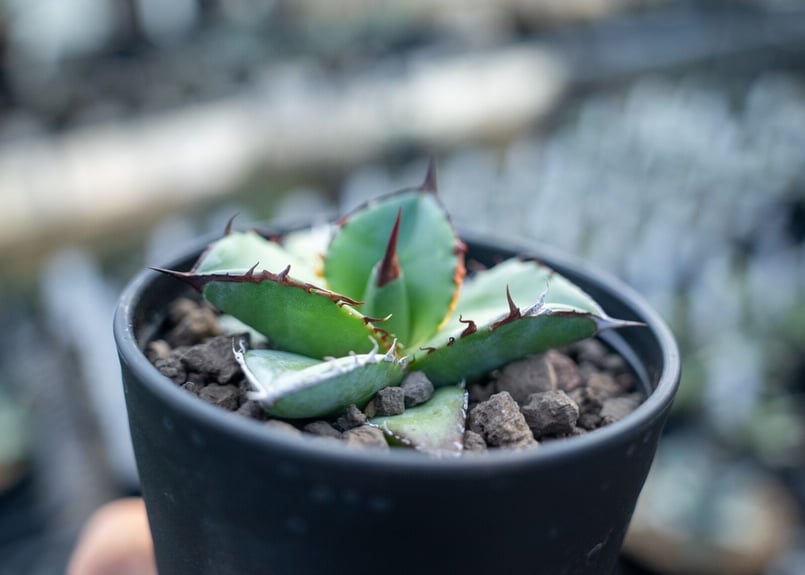 アガベ チタノタ ブルー agave titanota Blue NO.2 | mana's