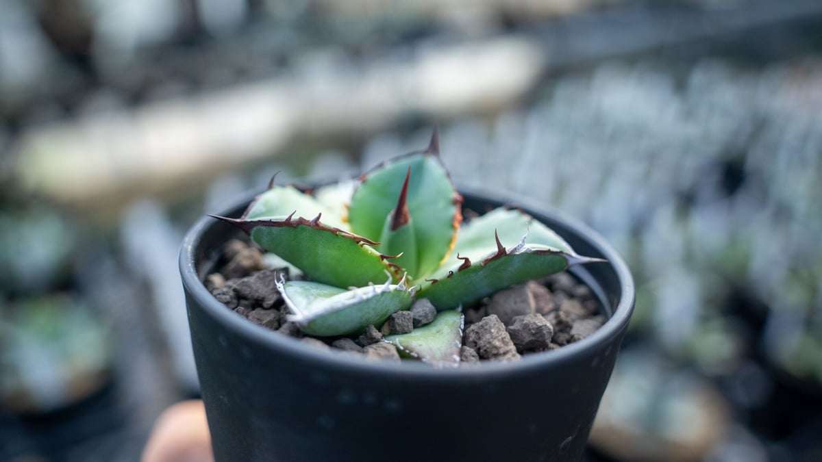 アガベ チタノタ ブルー agave titanota Blue NO.2 | mana's