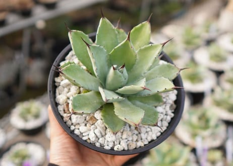 Agave Potatorum×Macroacantha　”八荒雷神”　No.2