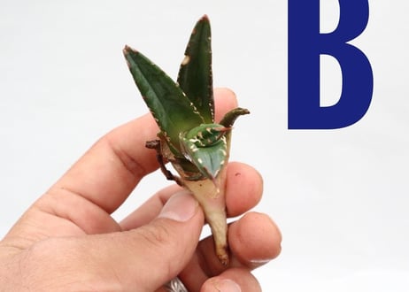 Agave titanota FO-76 compacta dwarf  pup