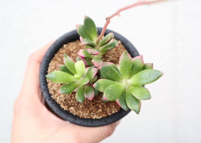 アナカンプセロス コンプトニー 2株 【公式通販】