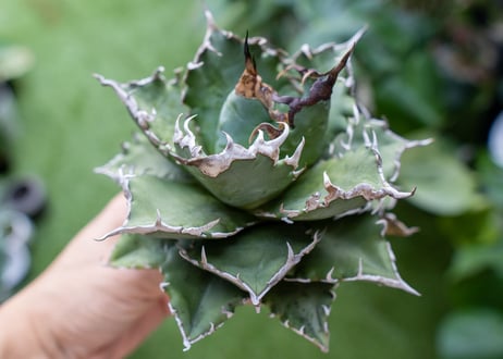 Agave titanota Solar eclipse 夕映嚴龍  NO.2