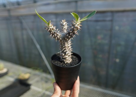 パキポディウム　デンシフローラム Pachypodium densiflorum   No.2