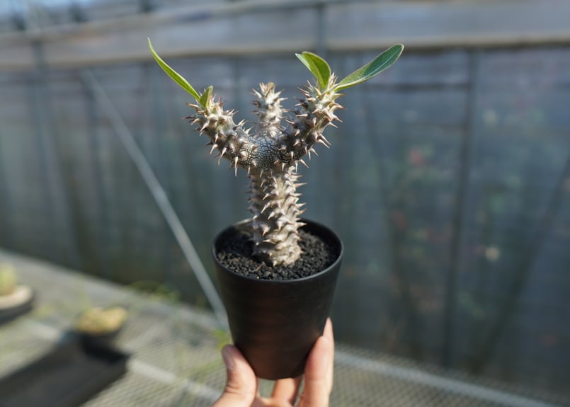 パキポディウム デンシフローラム Pachypodium densiflorum No.2