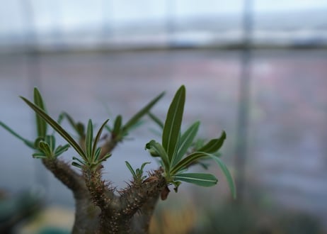 パキポディウム　グラキリス　Pachypodium  Gracilius No.3