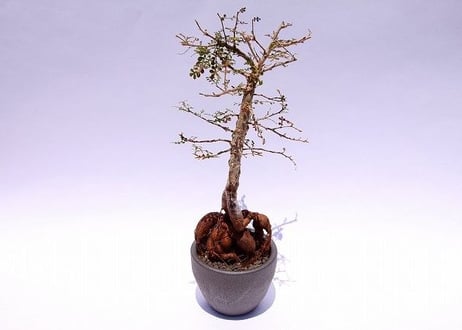 オペルクリカリア・デカリー　Operculicarya decaryi