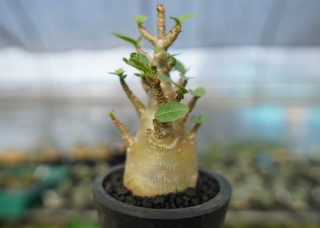 アデニウム　Adenium　No.13