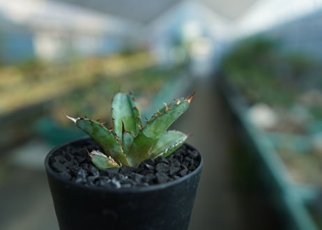 アガベ　チタノタ　 ブラックアンドブルー 　Agave titanota black and blue　No.3