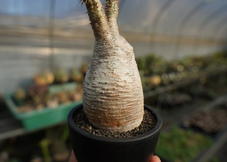 パキポディウム　グラキリス　 Pachypodium Gracilius  No.1