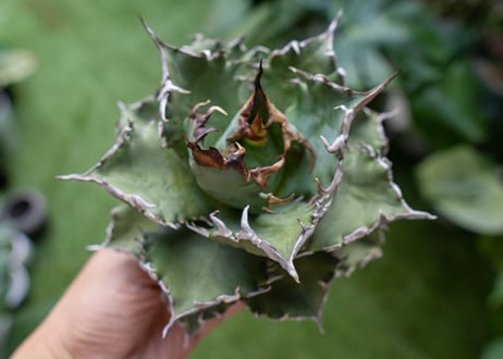 Agave titanota Solar eclipse 夕映嚴龍  NO.3