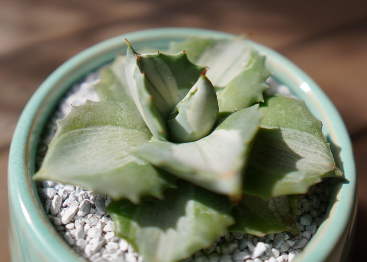 アガベ　ライムグリーン　錦 アガベ 斑入り銘品3種セット（吉祥冠錦・バーントバーガンディ錦