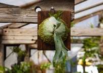 ビカクシダ 　ベイチー　ペドロ　P. veitchii 'Pedro'