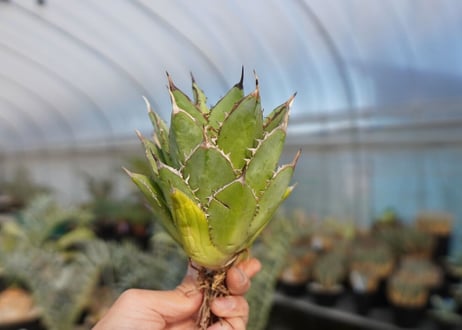agave titanota 剣竜　No.4