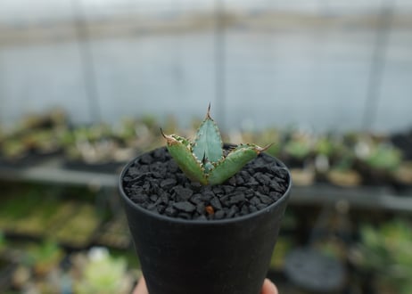 アガベ　チタノタ　ライオンズメーン　Agave titanota Lion's Mane  No.3