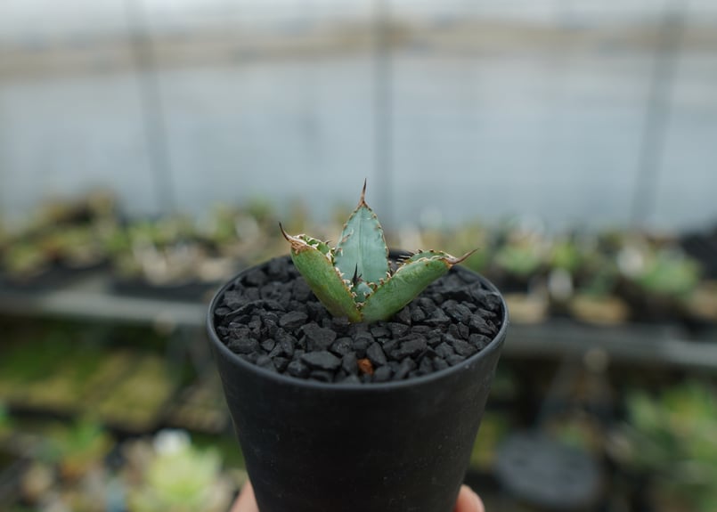 アガベ チタノタ ライオンズメーン Agave titanota Lion's Mane N...