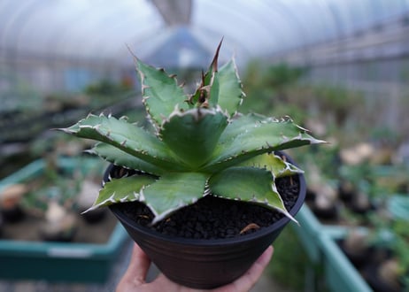 アガベ チタノタ 夕映厳龍　Agave titanota ”solareclipse"