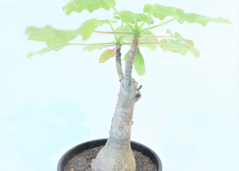 ウンカリーナ　グランディディエリー Uncarina grandidieri ウンカリーナ グランディディエリ 多肉