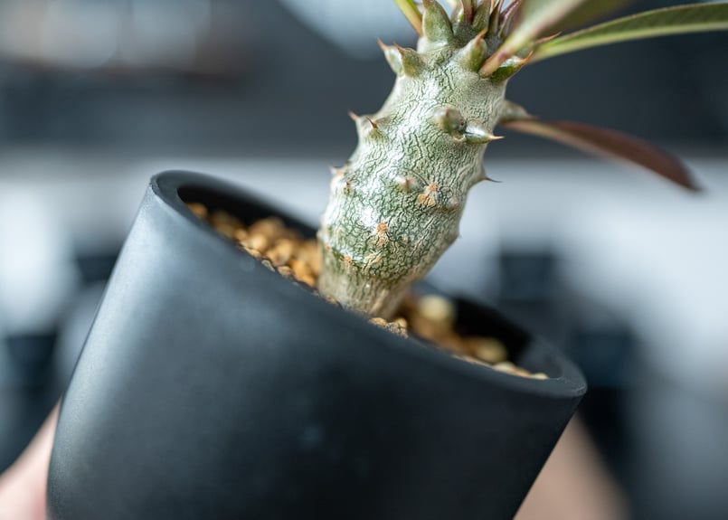 パキポディウム バロニー Pachypodium baronii 沖縄実生 | mana's