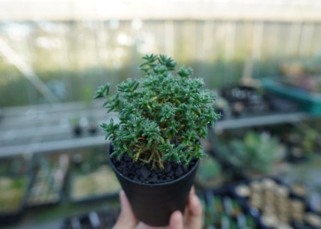 トリコディアデマ ステラツム　Trichodiadema stellatum  No.4