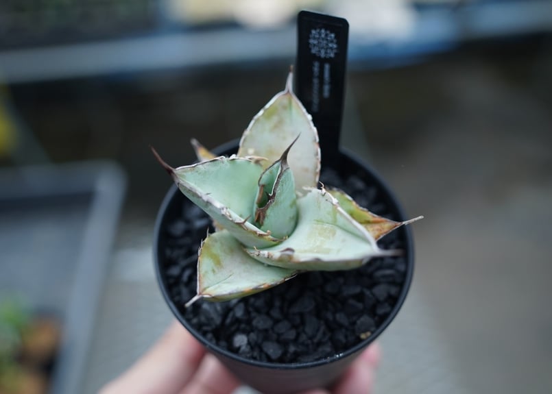 アガベ ホワイトアイス　カリフォルニア産 アガベ ホワイトアイス | mana's farm:塊根植物・アガベ・ドライ