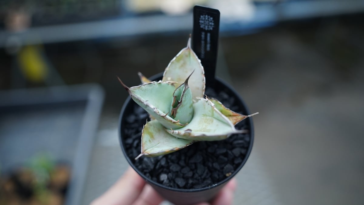 サングリア　ソウラボ アガベ mana’s farm 4周年 限定アイテム サングリア ソウラボ アガベ mana's farm 4周年 限定アイテム ソウラボ