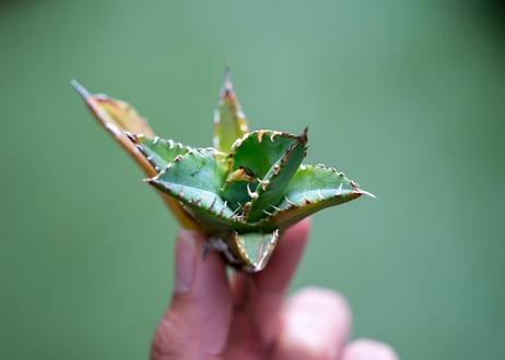 アガベ　チタノタ　黄覆輪　カキコ株