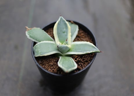 アガベ　クリームスパイク