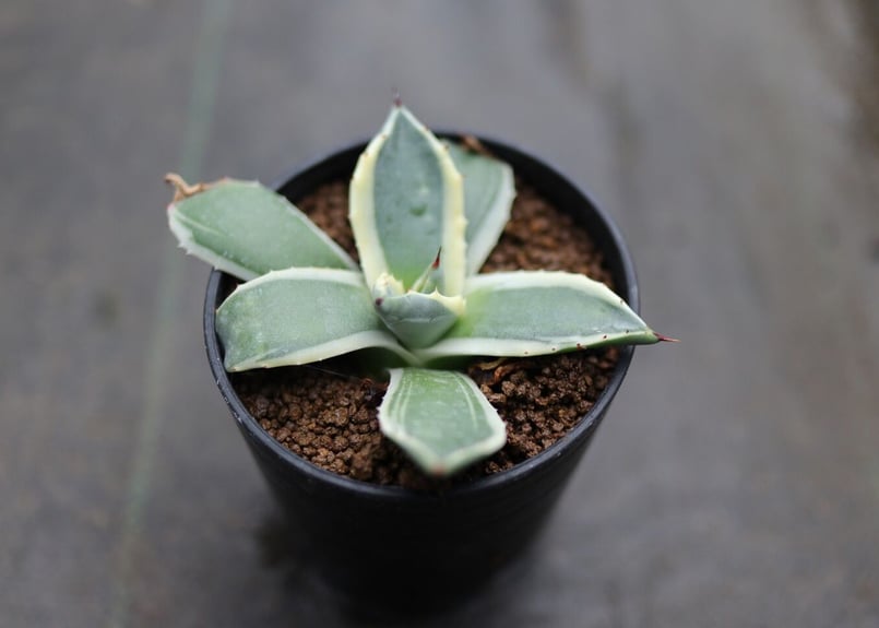 アガベ クリームスパイク | mana's farm:塊根植物・アガベ・ドライ