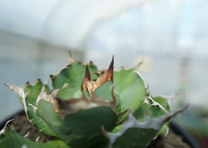 アガベ チタノタ ドワーフ agave titanota dwarf No.2 | mana