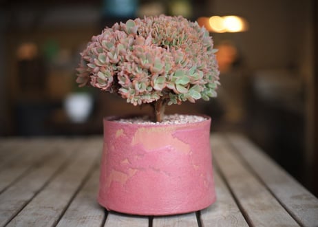 エケベリア  ジャイアントブルー 石化　 Echeveria  Giant Blue