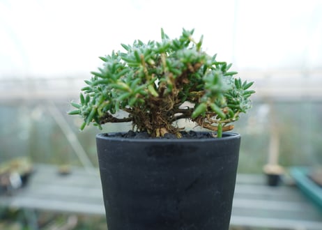 トリコディアデマ ステラツム　Trichodiadema stellatum  No.1