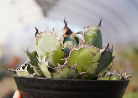 agave titanota ブラック＆ブルー　No.8