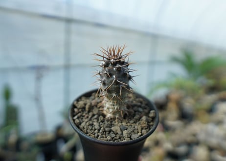 パキポディウム　ラメリー　ラモーサム　Pachypodium lamerei var.ramosum