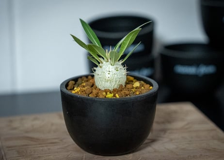 パキポディウム　ロスラーツム　Pachypodium rosulatum