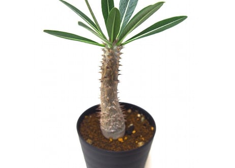 Pachypodium Tackyi　パキポディウム　タッキーno.2