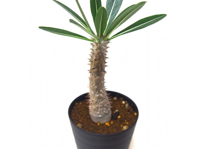 Pachypodium Tackyi パキポディウム タッキーno.2 | mana's fa